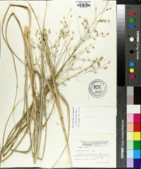 Panicum havardii image