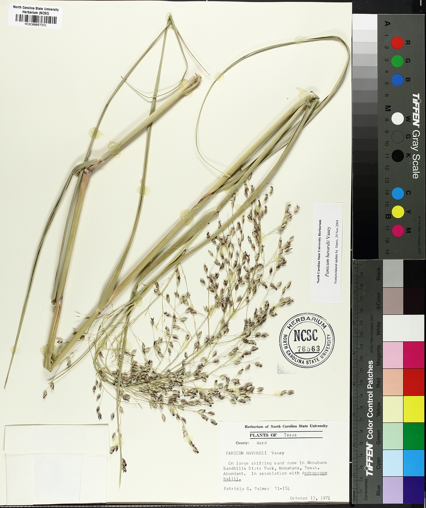 Panicum havardii image