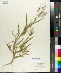 Panicum gattingeri image