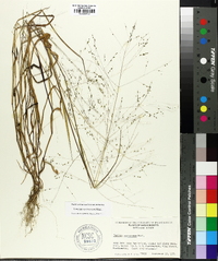 Kellochloa verrucosa image