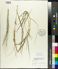 Panicum repens image