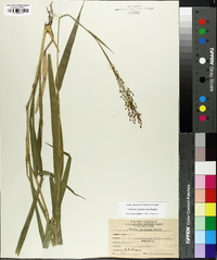 Panicum glutinosum image