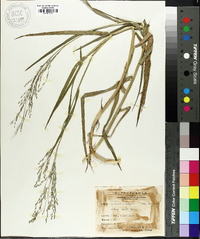 Panicum repens image