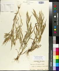 Panicum torridum image