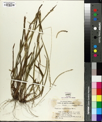 Paspalum setaceum var. ciliatifolium image