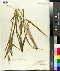 Paspalum dilatatum image