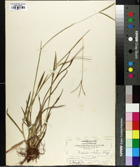 Paspalum notatum image