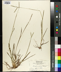 Paspalum notatum image
