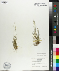 Poa autumnalis image