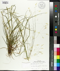 Poa autumnalis image