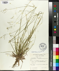 Poa autumnalis image