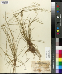 Poa autumnalis image