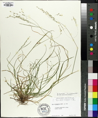 Poa autumnalis image