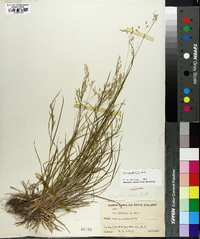 Poa autumnalis image