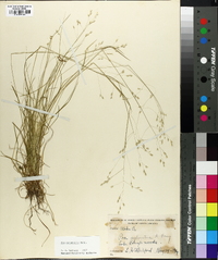 Poa autumnalis image