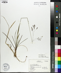 Poa cuspidata image