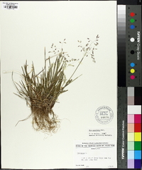 Poa cuspidata image