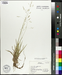 Poa cuspidata image