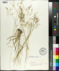 Poa cuspidata image