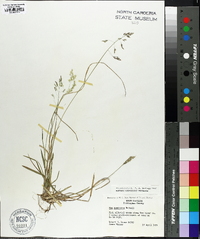 Poa cuspidata image