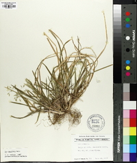 Poa cuspidata image