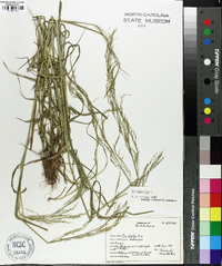 Poa trivialis image