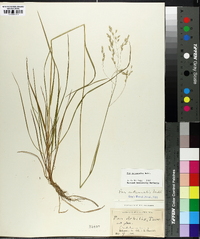 Poa autumnalis image