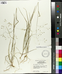 Poa autumnalis image