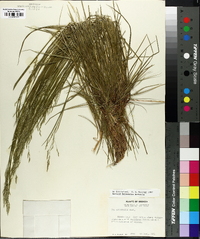 Poa autumnalis image