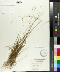 Poa autumnalis image