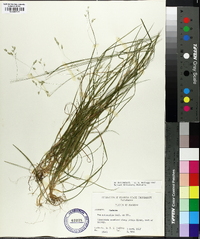 Poa autumnalis image