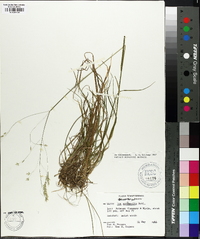 Poa autumnalis image