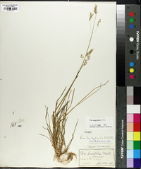 Poa cuspidata image