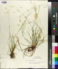 Poa autumnalis image