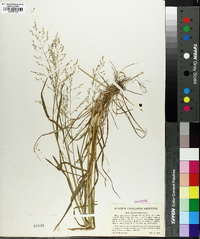 Poa sylvestris image