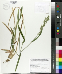 Poa chaixii image