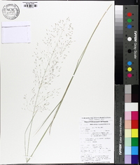 Muhlenbergia expansa image