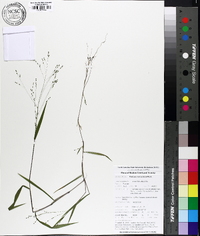 Kellochloa verrucosa image