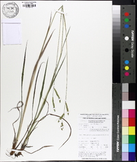 Paspalum praecox image