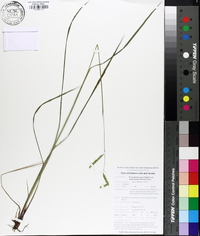 Paspalum praecox image