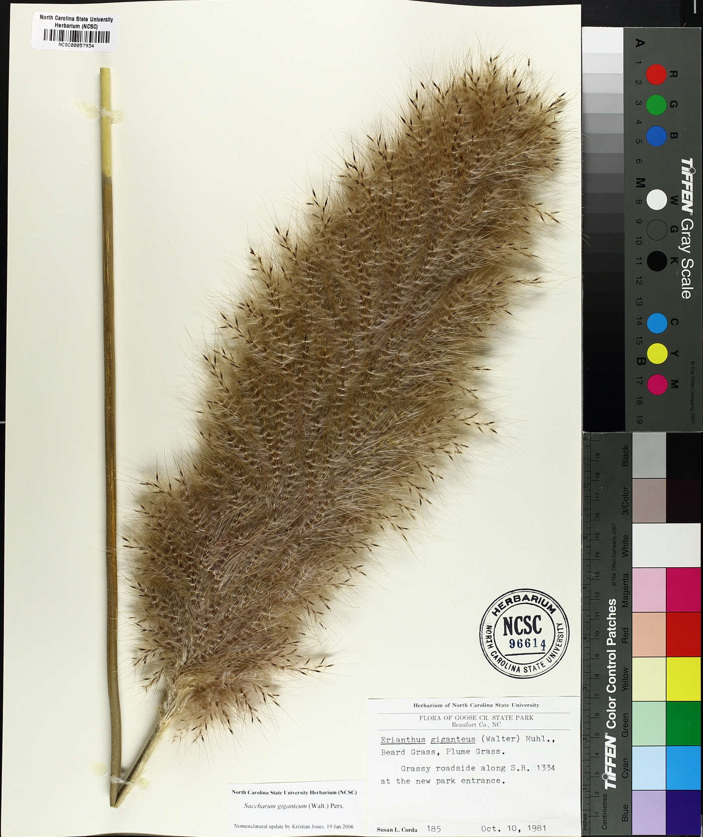 Saccharum giganteum image