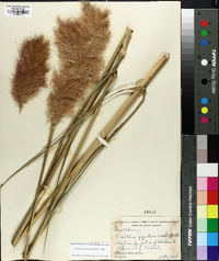 Saccharum giganteum image