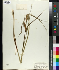 Carex rostrata image