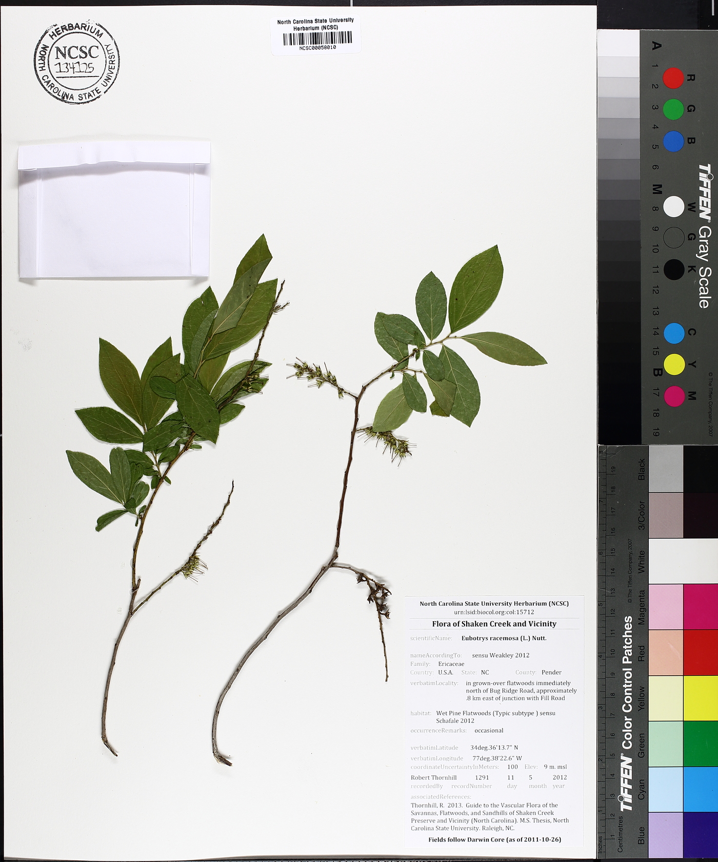 Eubotrys racemosa image
