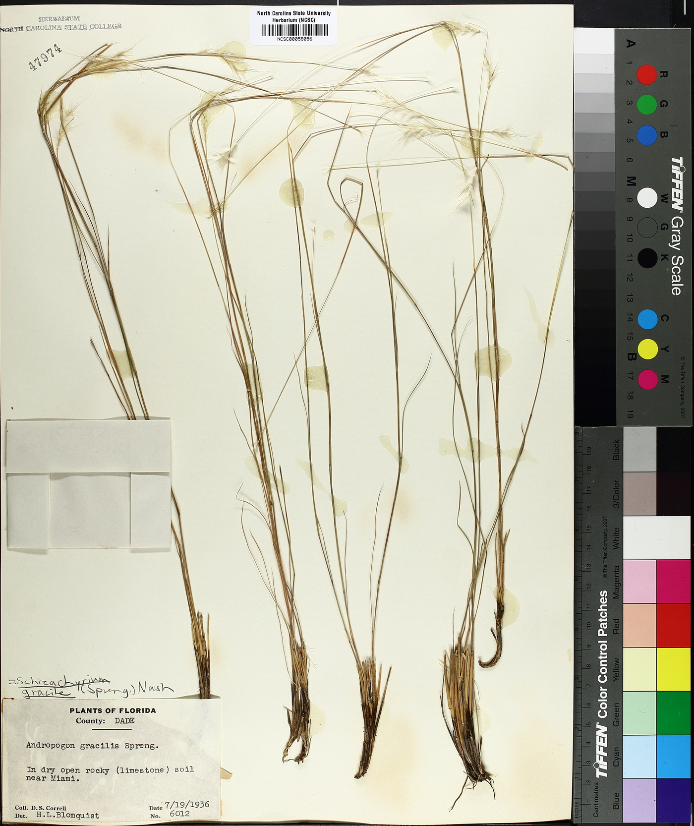 Schizachyrium gracile image