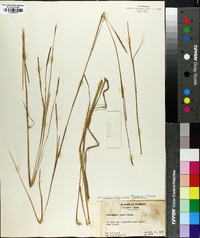 Schizachyrium tenerum image