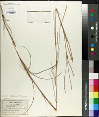 Schizachyrium tenerum image