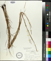 Schizachyrium tenerum image