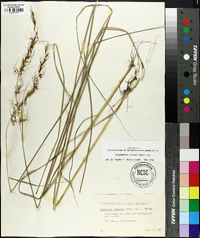 Sorghastrum elliottii image