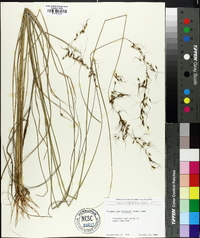 Sorghastrum elliottii image